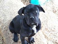  cane corso rustico nero